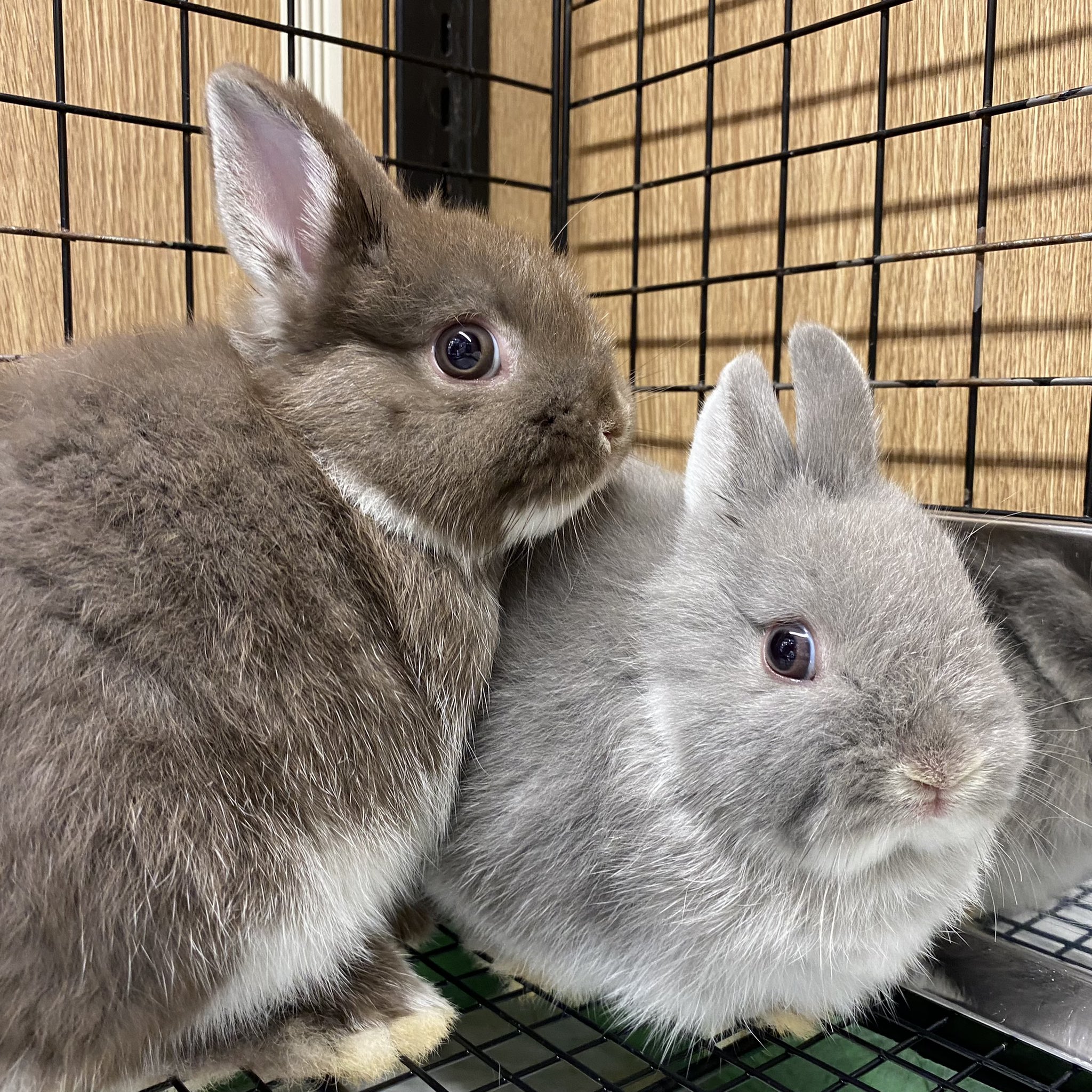 うさぎのしっぽオリナス錦糸町店 on X: 