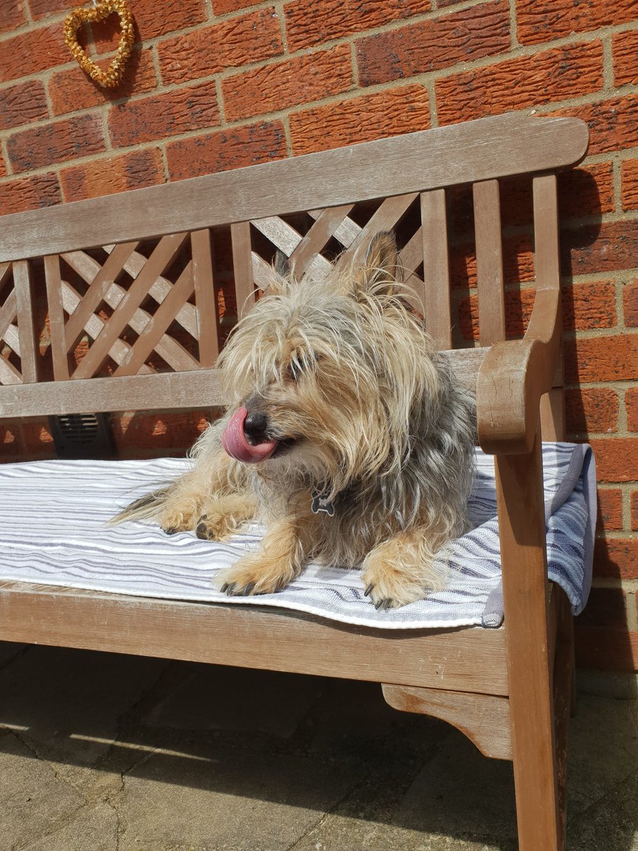 jennystape's tweet photo. Five minutes later it's sunny and I'm on me bench doing another TOT π
#WeirdWeather #MakeYerMindUp
#TongueOutTuesday #BovverBoys https://t.co/KUp8aeFtAL