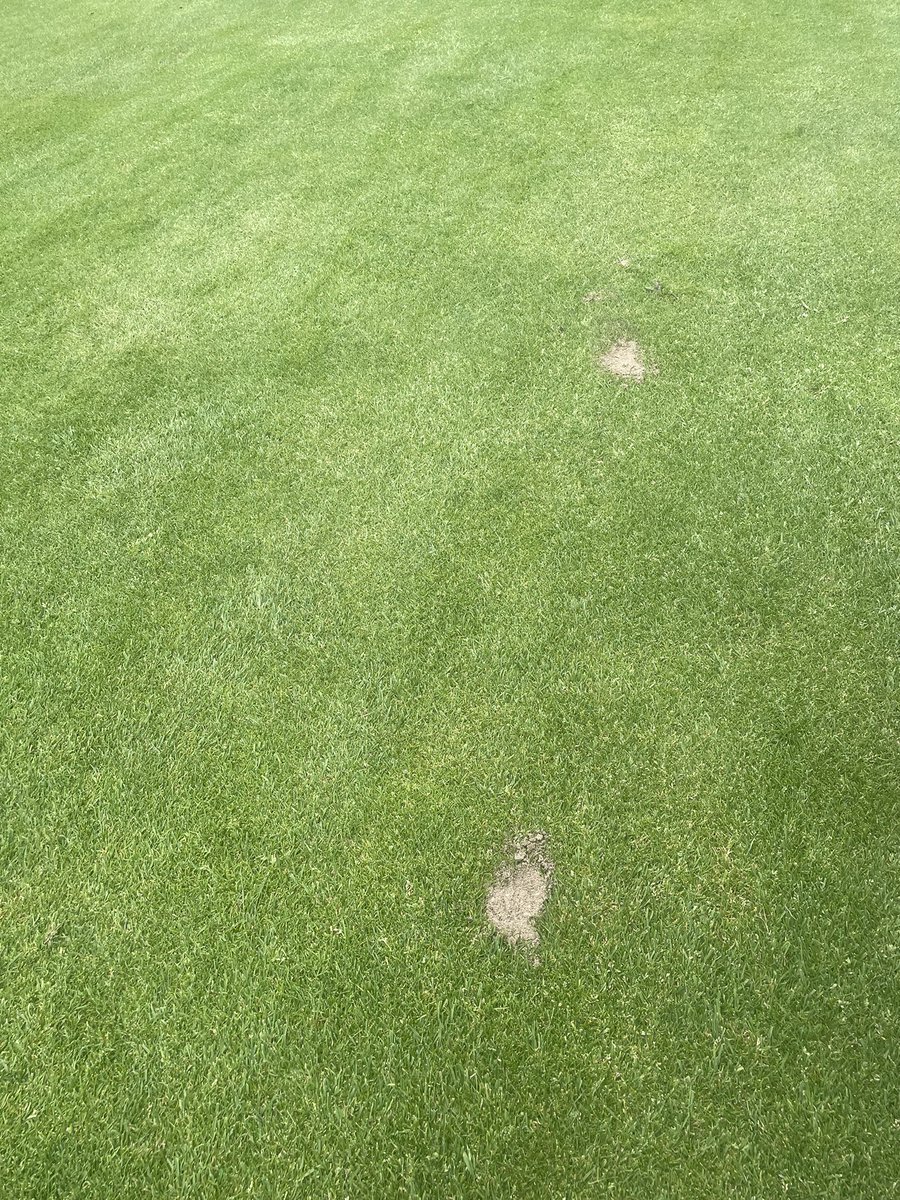 tjdargs's tweet image. A thankless job but our seasonals have got it covered #divoting #busy #golf