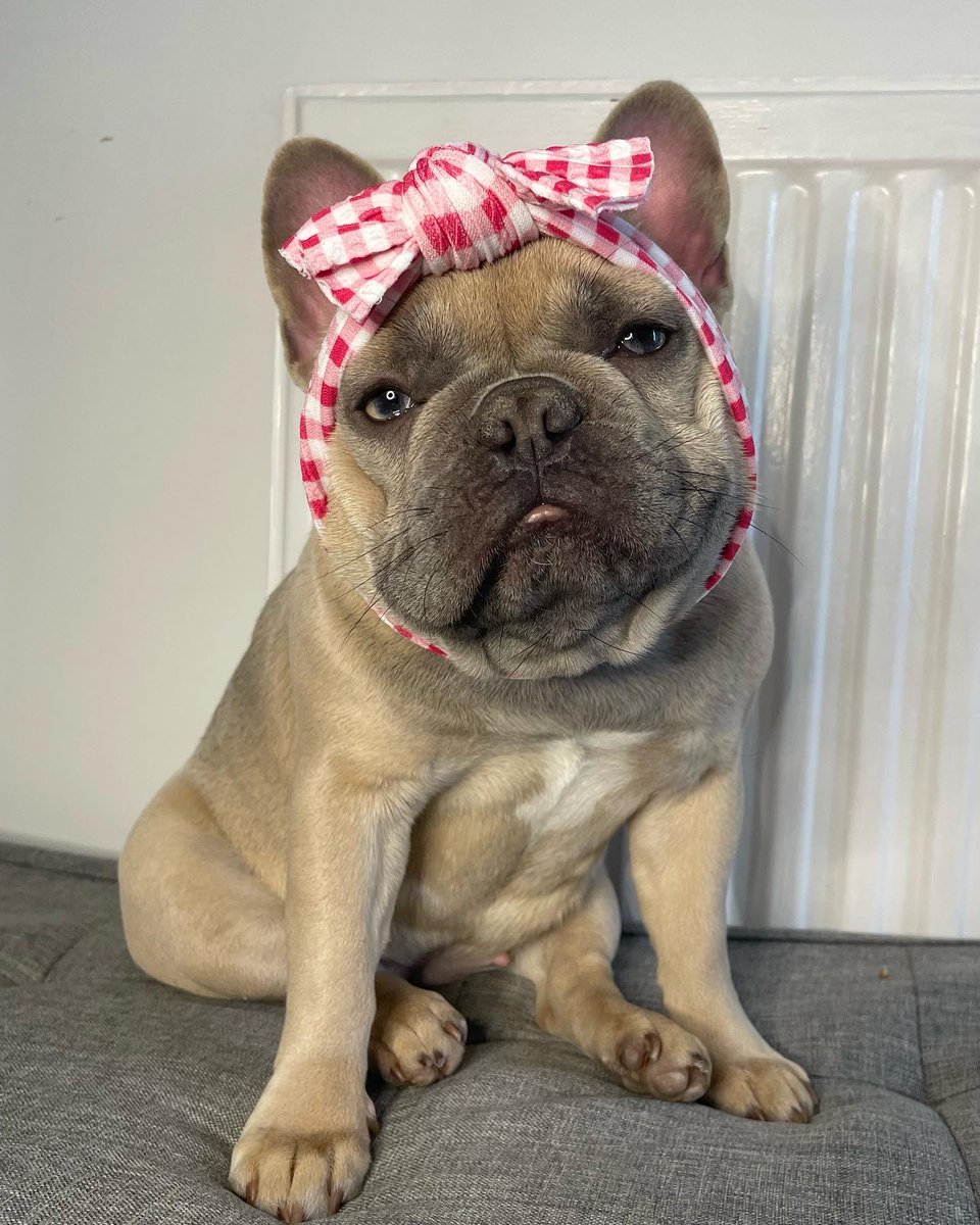 frenchie_heaven's tweet photo. Fashions fade but flannel is forever❤️
#frenchie #frenchietwitter https://t.co/qA7I3jFJrs