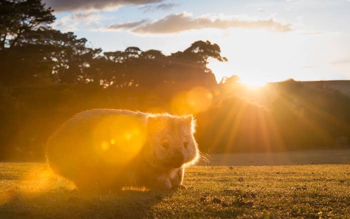 LostWombats's tweet photo. My ancestors didn’t wear sunscreen.
They had an ozone layer.
🌳🐾☀️🐾🧴🐾☀️🐾🌳
#ozone #ozonelayer #climatechange #globalwarming #saveearth #ozonedepletion #environment #protectozone #saveozonelayer #saveozone #savetheearth  #wombat https://t.co/f9kiTAjhZm
