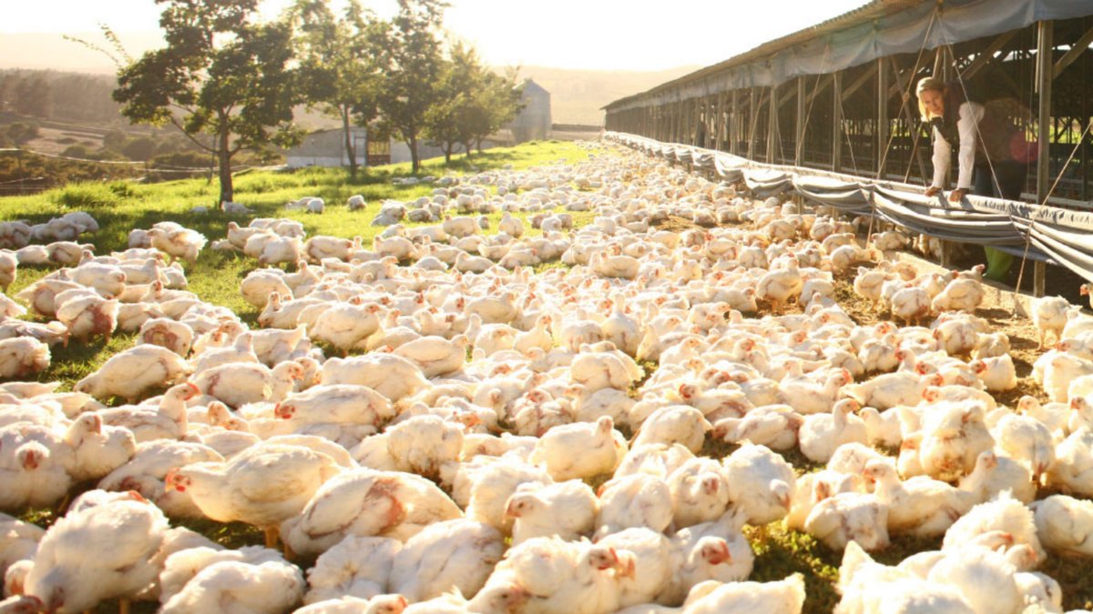 At Elgin Free Range Chickens, our practices are grounded in our principles. We work with nature, not against it, to give our birds the best quality of life.

Visit our website for more information: freerangechickens.co.za

Head Office
021-859 2795

#EFRC #Elgin #FreeRange