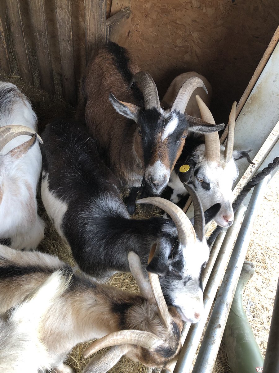 💛🧡Happy tuesday ranch fans, from the goaty gang!💛🧡