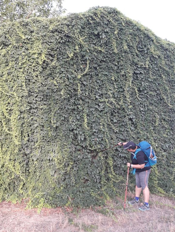 Peregrinos.LH tweet media