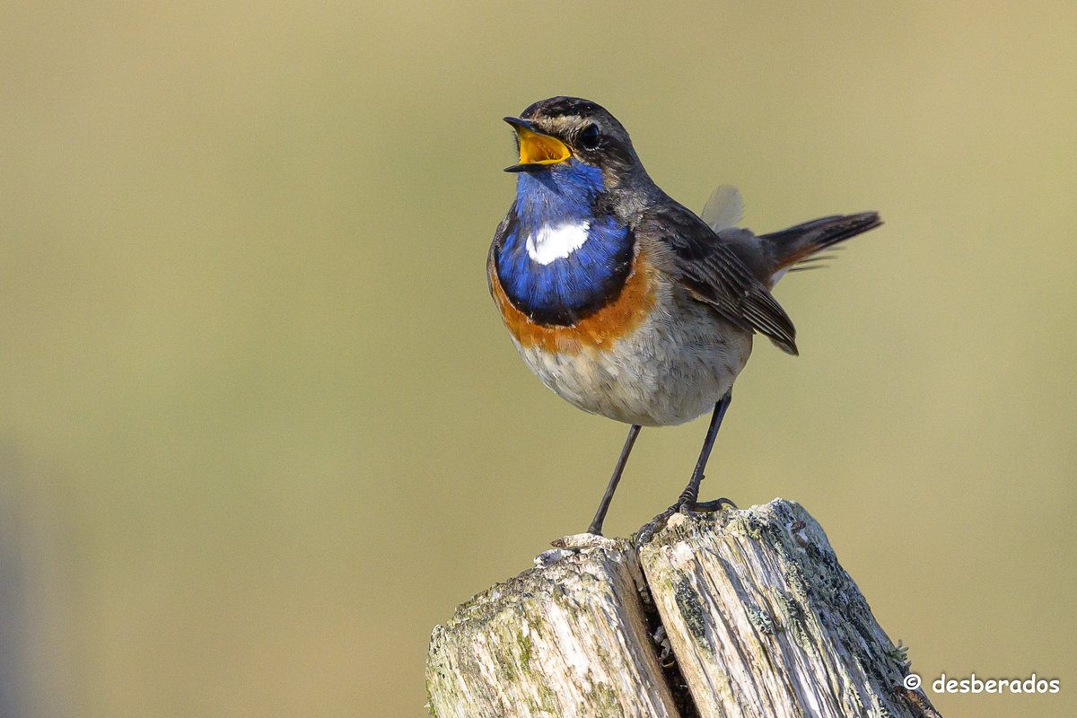 Gorge bleue
