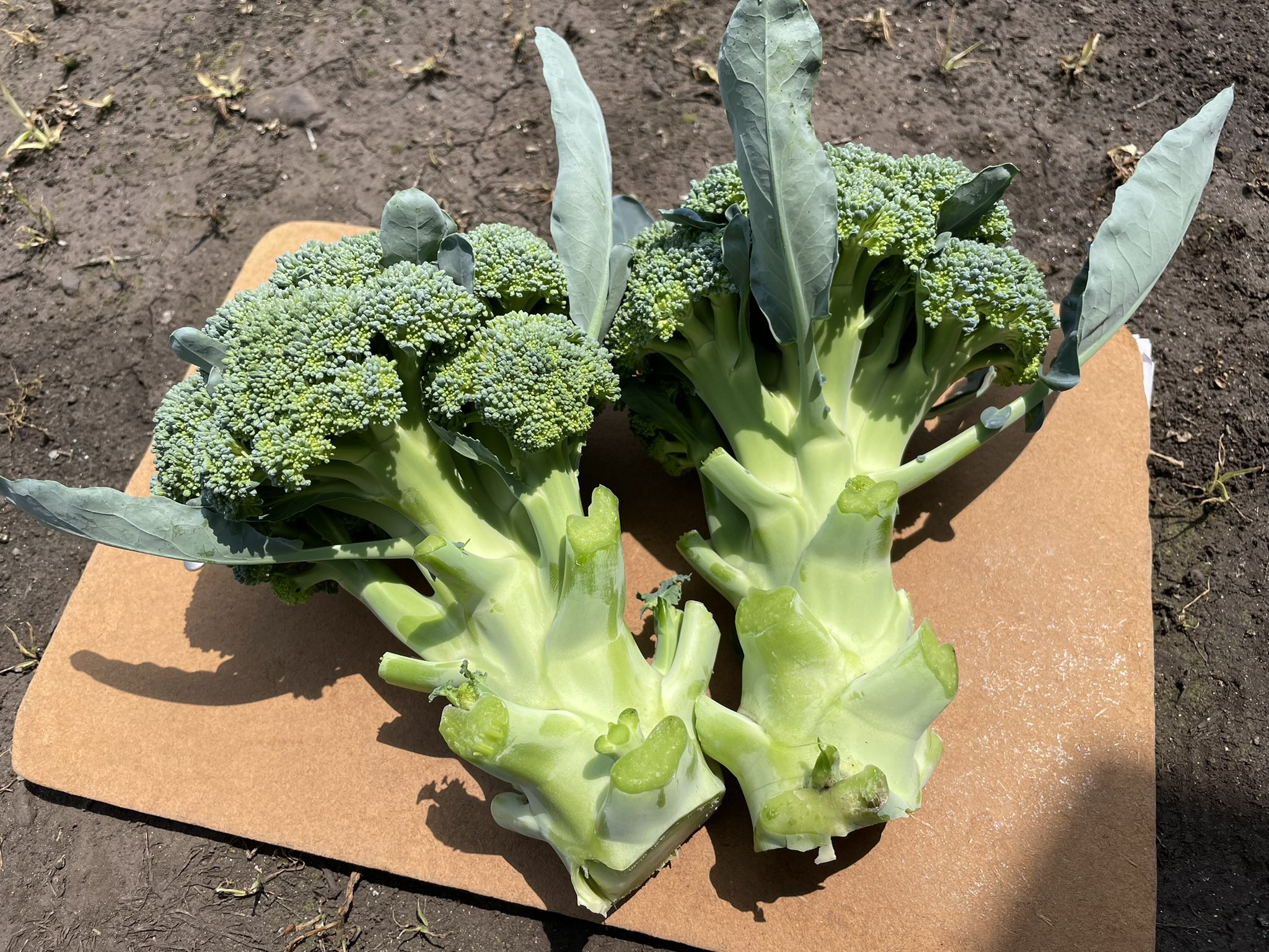 Nacos The Broccoli Farm Nacosthe Twitter