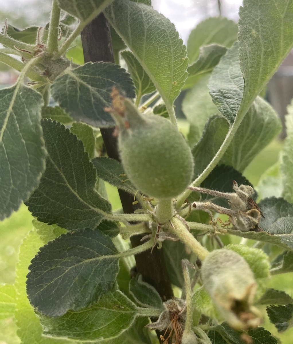 sciencecrewSA's tweet photo. Great to see some apples developing on our #BSW22 fruit trees 🍎🍎🍎 #pomology https://t.co/kyN4jVk7aH