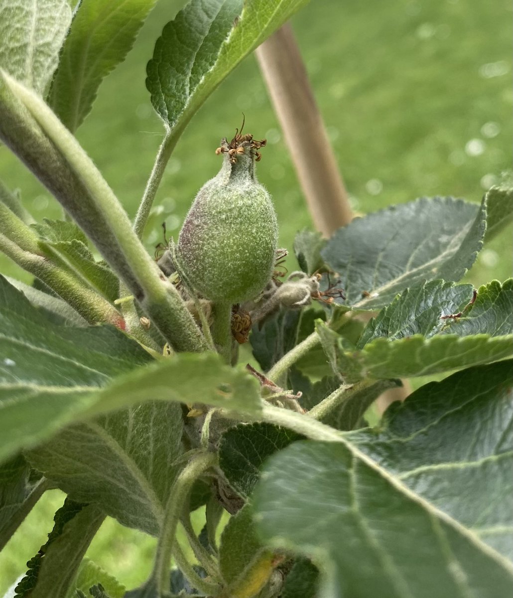 sciencecrewSA's tweet photo. Great to see some apples developing on our #BSW22 fruit trees 🍎🍎🍎 #pomology https://t.co/kyN4jVk7aH