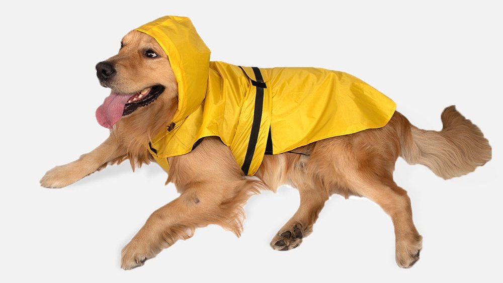 Mutt of Course tweet media