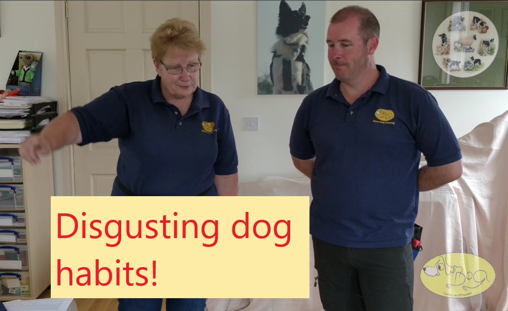 DownDogNI's tweet image. Some dogs have a rather disgusting habit - eating poo. In our 23rd Talking Tip we discuss how to stop this, what’s a ‘good’ poo &amp;amp; we rant about picking up dog poo - just don’t be eating while you watch!

downdog.co.uk/tips

#FreeDogadvice #UnderstandingYourDog #DogPoo