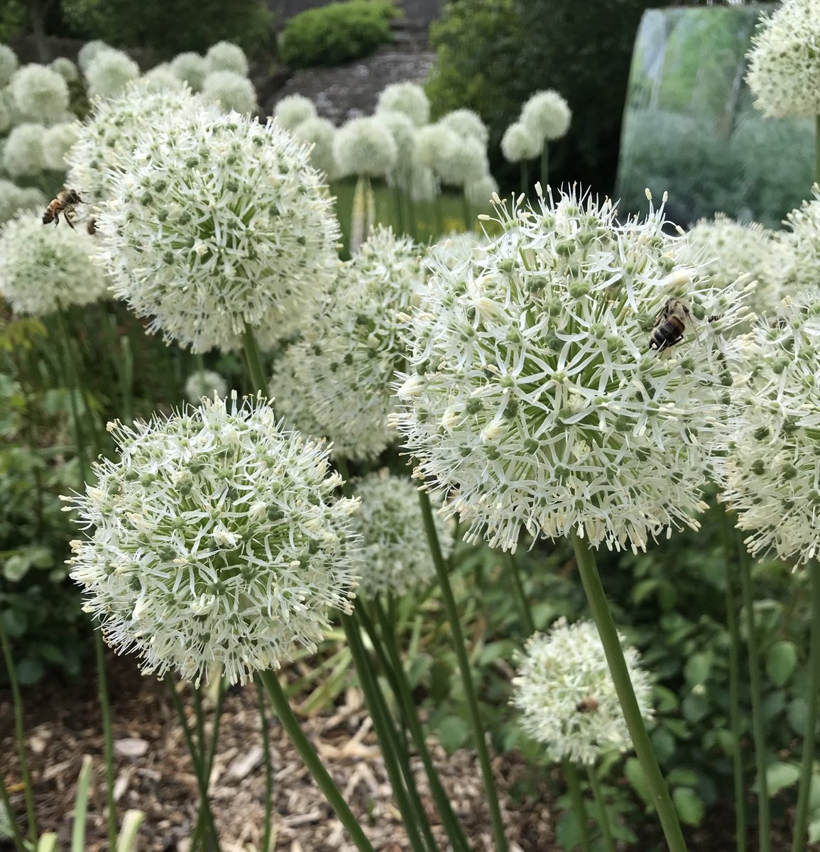 PhilipReedman's tweet photo. #MWstudents ‘know your onions’ 

Finish your exam preparations by attending my UK revision courses. 
11th-12th June Tasting 
13th-14th June Theory 

Email for details phil@philreedman.net https://t.co/pF00a9fgUa