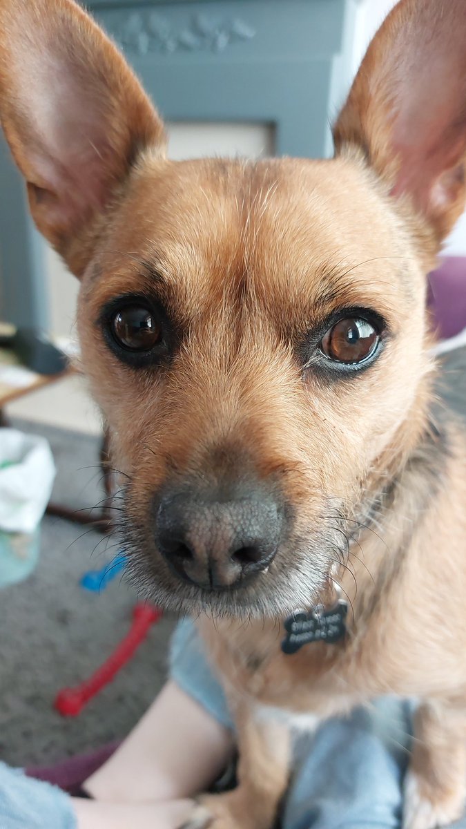 rain23229712's tweet photo. My dog is just so cute. How can he be this cute. #cutedog https://t.co/US3uyQsFAP