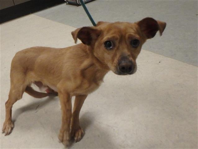 CutePetsLA's tweet photo. HI! My name is Kobe and I am a neutered male, brown Mixed breed. The … https://t.co/x2b7zA4IoH https://t.co/cN0Qjh3AB1
