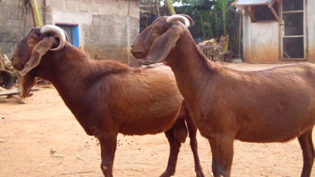 giefi Ø (@ginald01) on Twitter photo <a href="/GreatGoatsNFT/">Great Goats</a> <a href="/xCodeRed5/">CodeRed</a> <a href="/CraniumLabs/">Cranium Labs</a> <a href="/solana/">Solana</a> <a href="/MagicEden/">Magic Eden 🪄</a> The epic rarity I anticipate. Africans - Nigerians call it "Nwamkpi" Let's know your local dialect for Greatgoats. I rep #GreatGoatsNFT <a href="/GreatGoatsNFT/">Great Goats</a> <a href="/xCodeRed5/">CodeRed</a> <a href="/CraniumLabs/">Cranium Labs</a> <a href="/solana/">Solana</a> <a href="/MagicEden/">Magic Eden 🪄</a> The epic rarity I anticipate. Africans - Nigerians call it "Nwamkpi" Let's know your local dialect for Greatgoats. I rep #GreatGoatsNFT