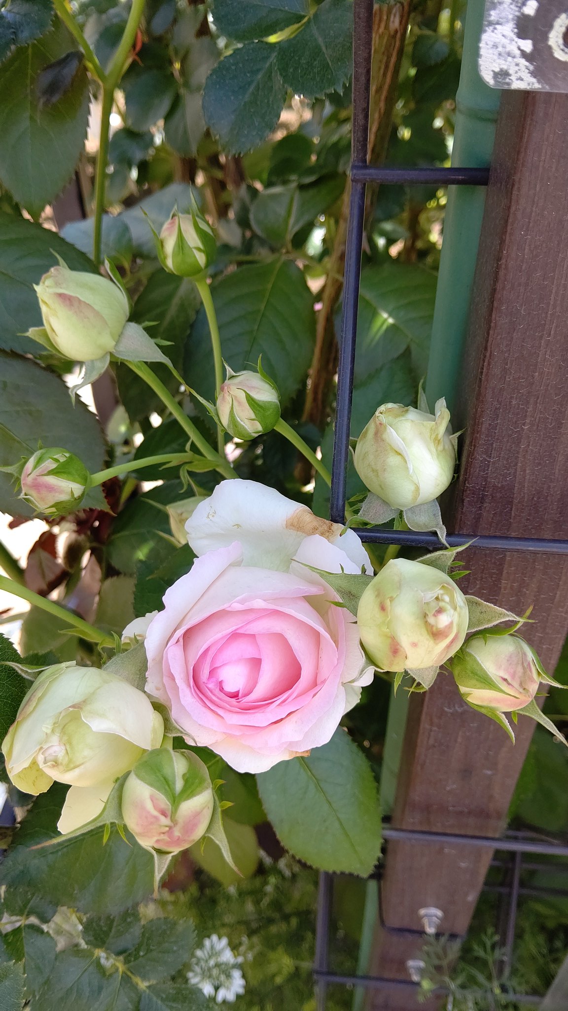 まよにゃかあいす そしてやっと ローズガーデン の 薔薇 たち グーグル先生によると 最初２つが ピエールドロンサール 愛を誓います で 白いのが つるアイスバーグ 薄ピンクが ガーデンローズ というらしく それぞれの 花言葉 は 愛