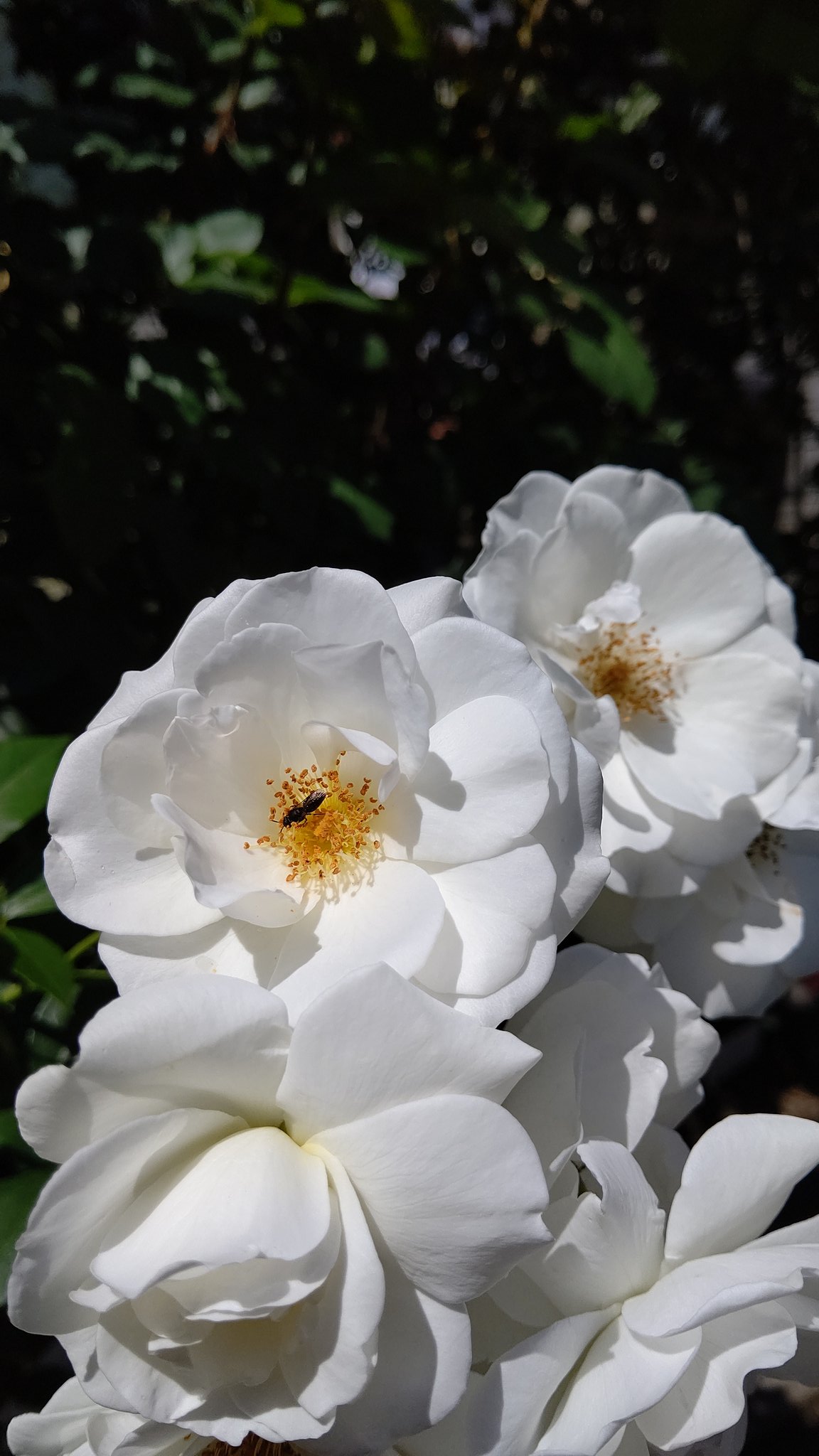まよにゃかあいす そしてやっと ローズガーデン の 薔薇 たち グーグル先生によると 最初２つが ピエールドロンサール 愛を誓います で 白いのが つるアイスバーグ 薄ピンクが ガーデンローズ というらしく それぞれの 花言葉 は 愛
