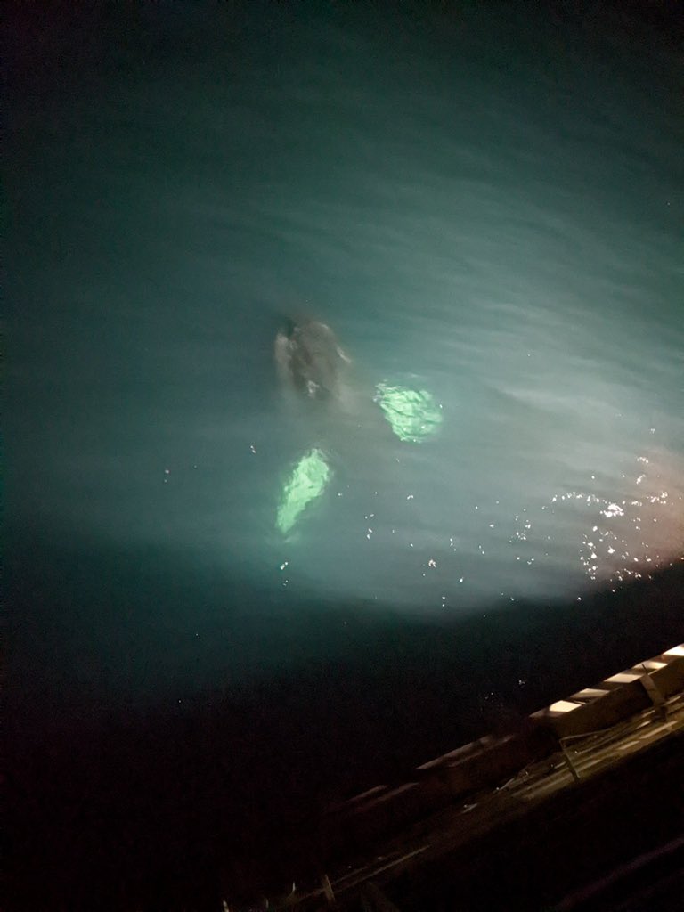 R/V Neil Armstrong tweet media