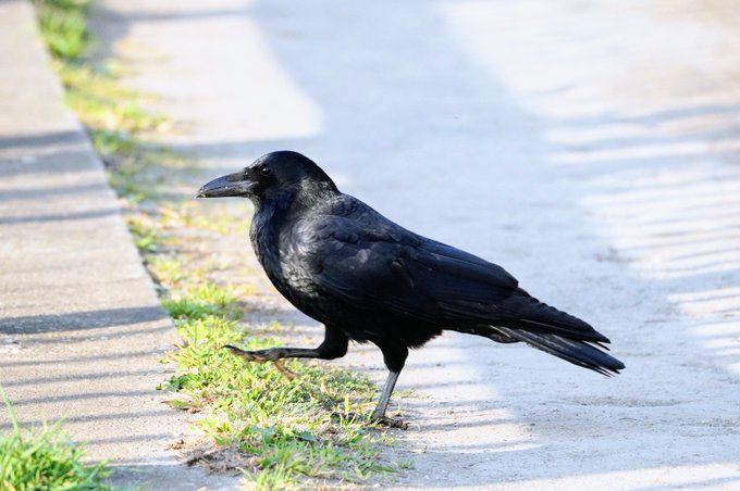 胸が痛むのtwitterイラスト検索結果