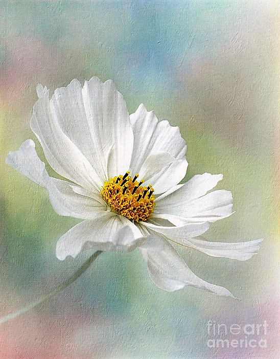 She's my sunshine on a spring morning.

#MyBloomingWords #Sunshine #Spring #Delight