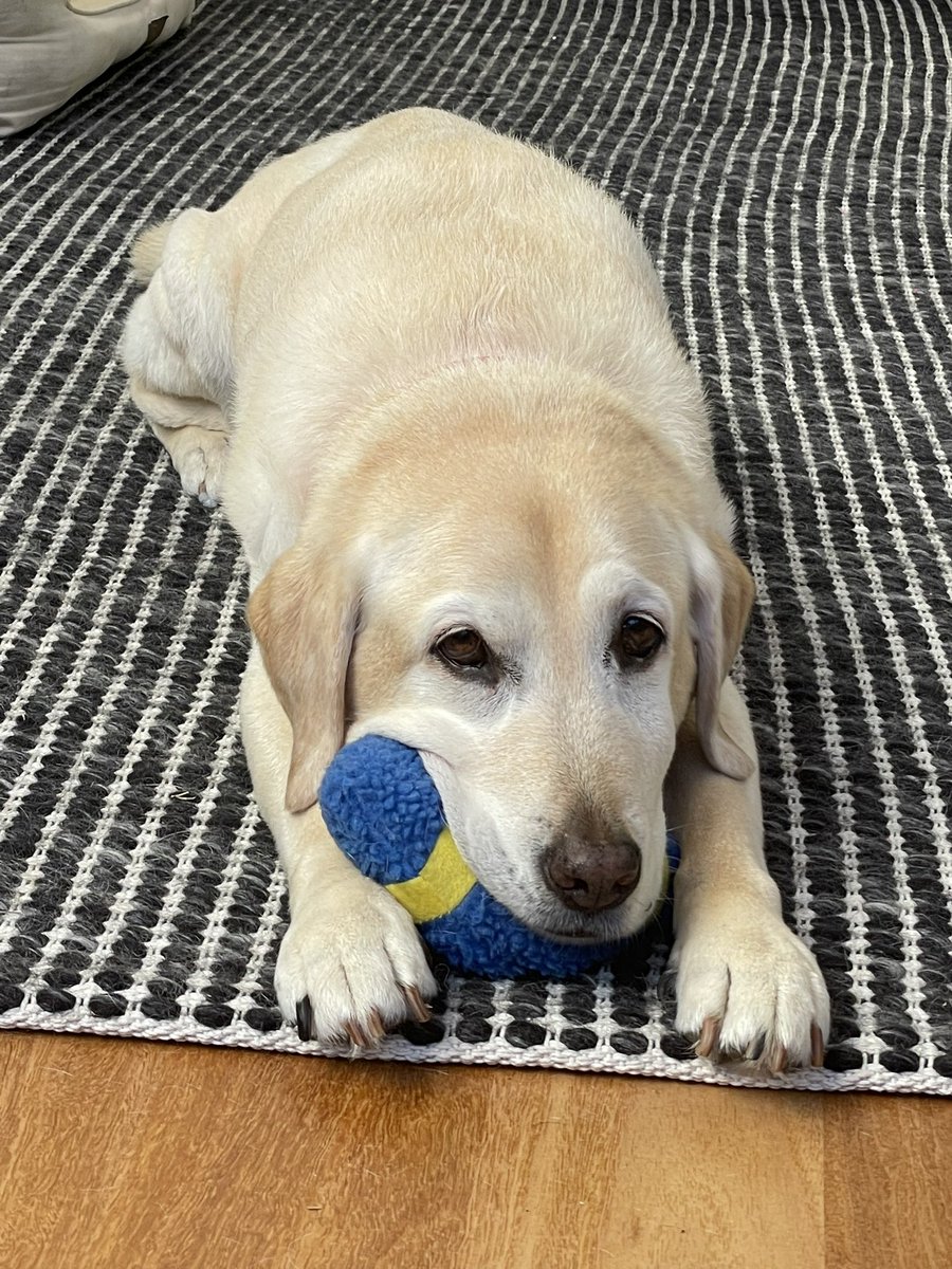 LuckytheLab007's tweet photo. @TotoAlbanese Hi @TotoAlbanese 👋 🐾 🇦🇺 https://t.co/CyRgtKC1YZ