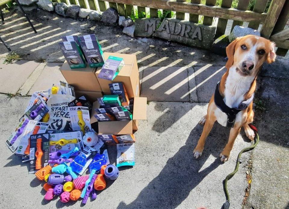 MADRA Mutts Anonymous Dog Rescue & Adoption tweet media