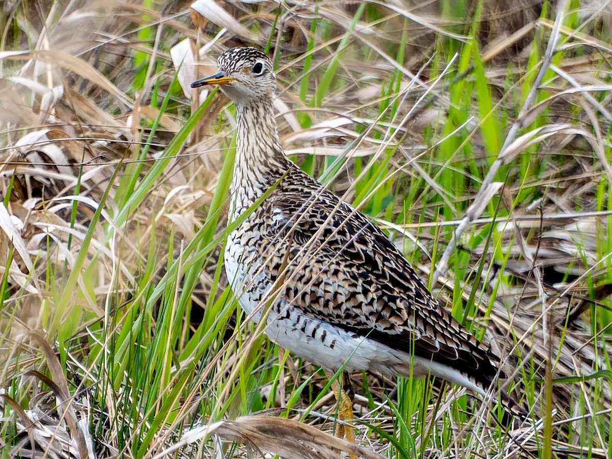 An Upland Sandpiper on a prairie in western Minnesota  looking no worse for the wear considering it just migrated in from The Pampas of South America #GlobalBiodiversity