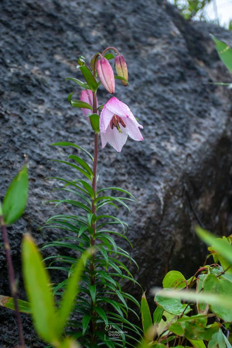 EastMojo's tweet photo. Shirui Lily, the state flower of #Manipur, has started blooming ahead of the Shirui Lily Festival to be held from May 25-28 in Manipur’s Ukhrul district. 
Locals witnessed a record blooming of the rare lily this year.

PC: Chuimaran Shangh
#northeastindia https://t.co/mlvb2QfEU6