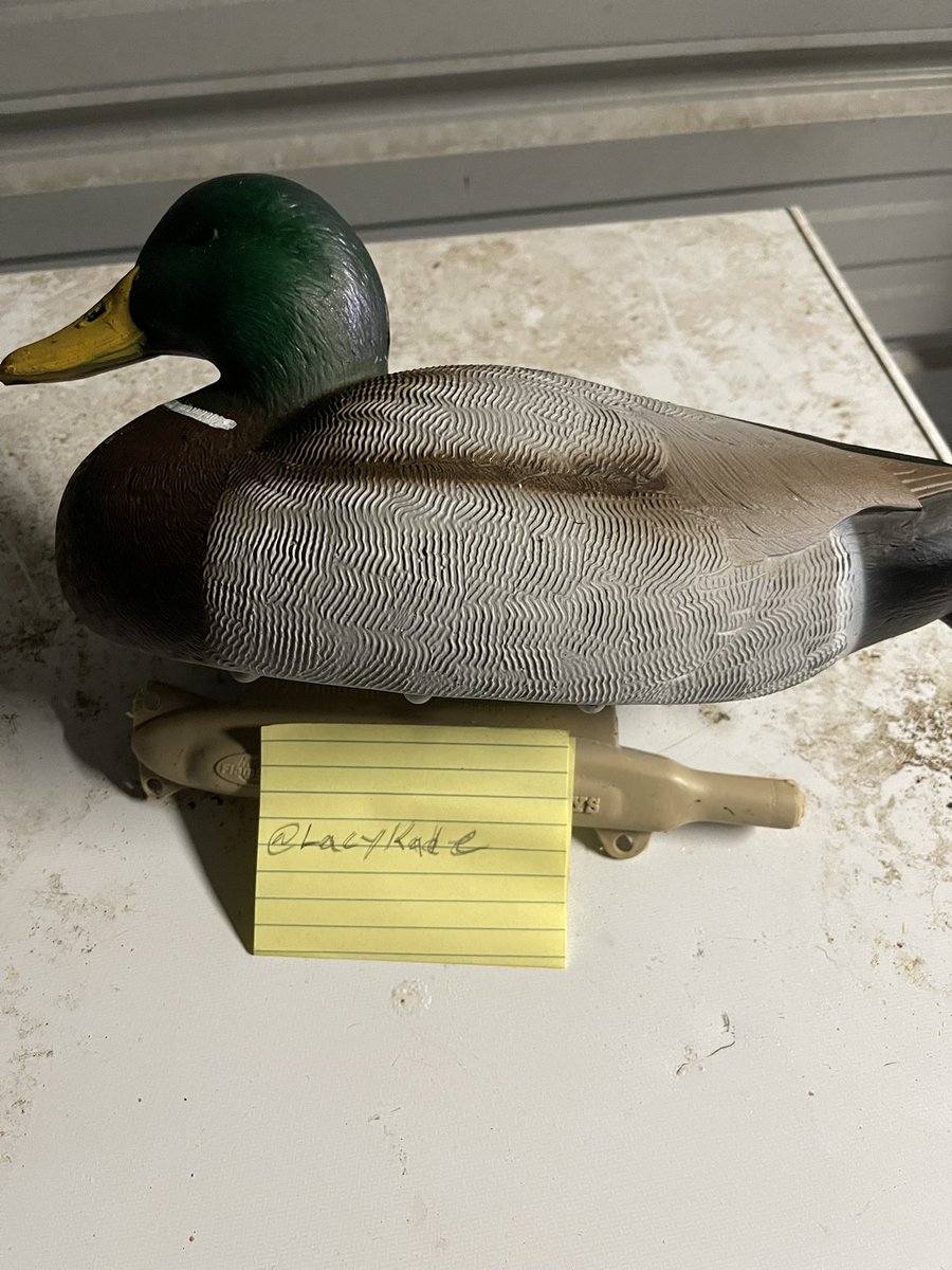 LacyKade's tweet photo. @MallardOrder Kept ducks around for years, for their deception!! 😎 https://t.co/WaPg6ZffS5