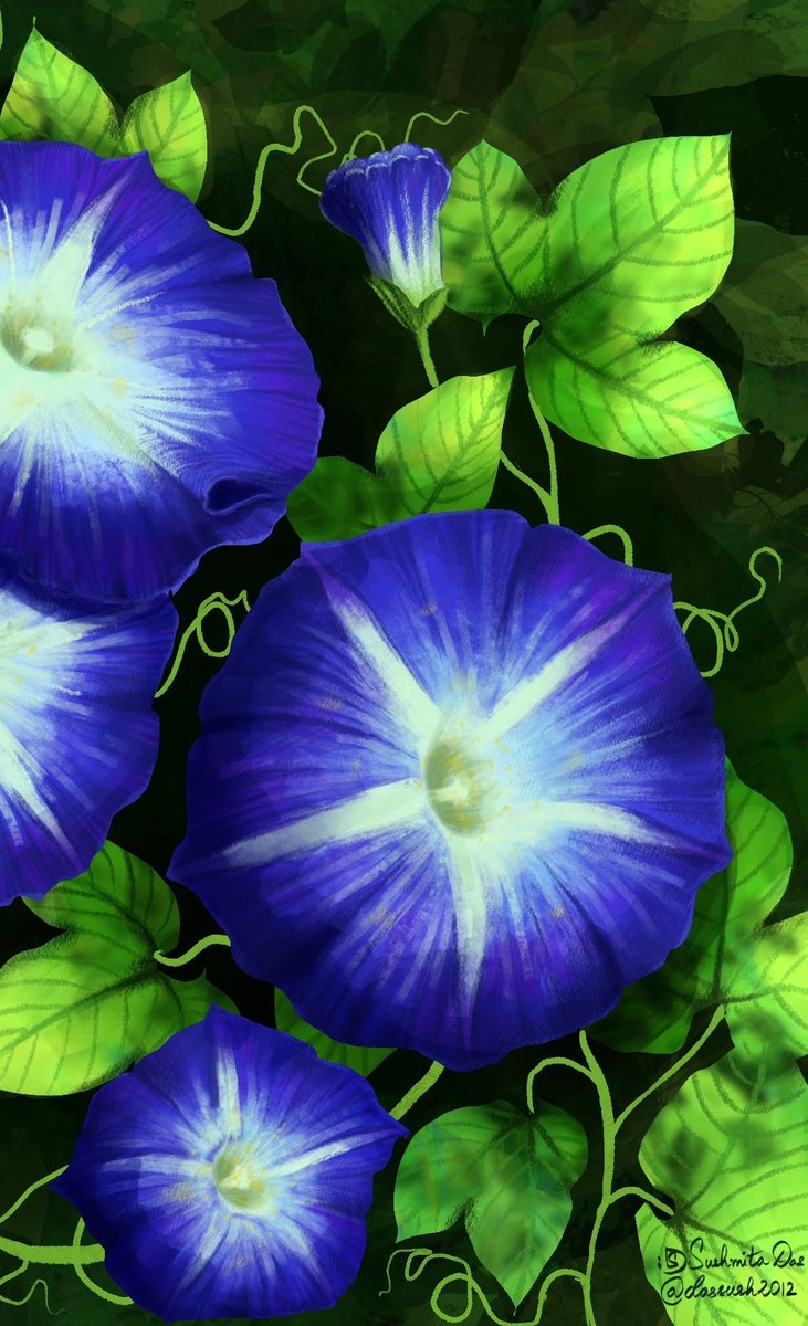 dassush2012's tweet photo. Bloom: Morning glory
Ipomoea tricolor (heavenly blue)

#MorningGlory #Procreate #procreateillustration #gardening #DigitalArtist #tuesdayvibe https://t.co/7GSgrbol33