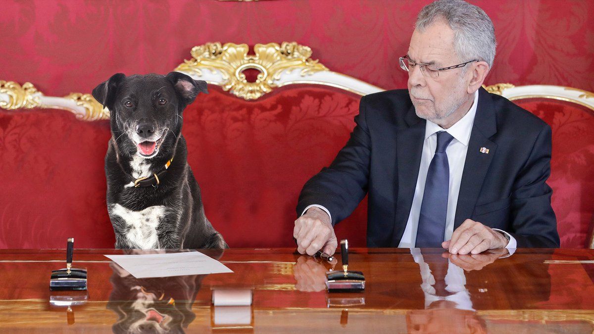 DieTagespresse's tweet photo. Vorbereitung auf zweite Amtszeit: Van der Bellen bringt seiner Hündin "angeloben" bei https://t.co/qiUKhOSbx2 https://t.co/o50fHS5TLR