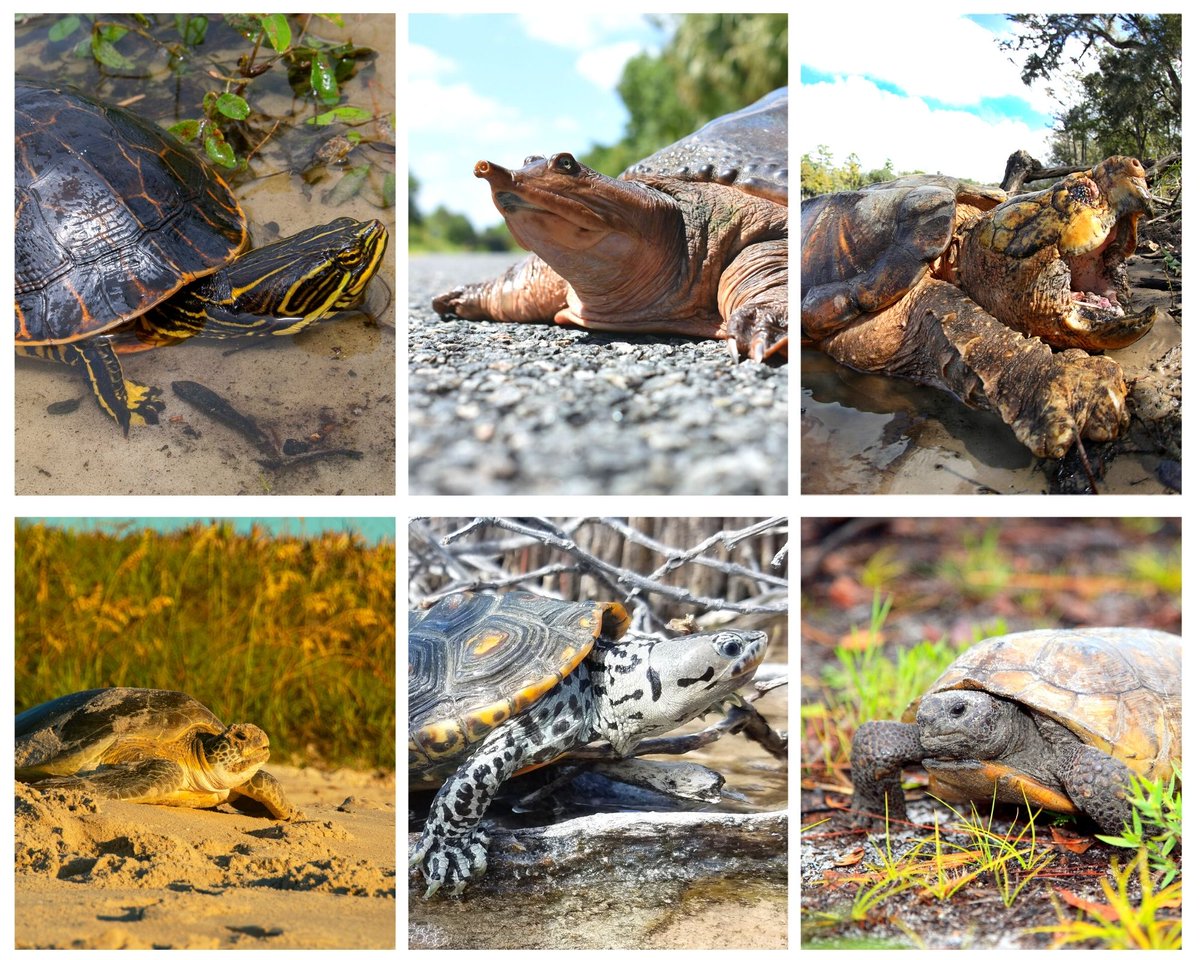 Happy #WildTurtleWeek! 🐢🐢🐢 Shell-e-brate! Over 30 turtle species call Florida’s freshwaters, seas &amp; forests home: ow.ly/Ff5S50Jgvvq #Turtle #Florida