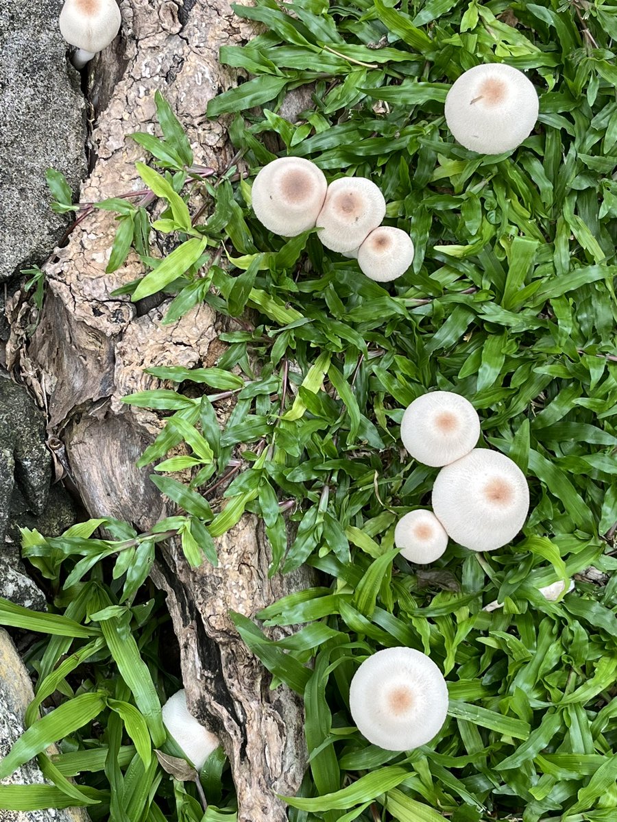 Worldcitizensu1's tweet photo. At the beginning of my 5k run this afternoon, I was greeted. #lovenature #runner #lifeoutside #TuesdayMotivaton its the little gifts of life that motivate me. What motivates you? #wellnessmentor #nutritionhelp #menopauseready #keepmoving I follow back ๐ https://t.co/T6Stkhc2W3