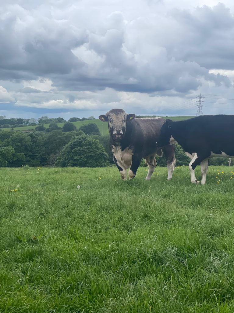 Two new #Longhorn bulls dropped to farms yesterday, settling in quickly and already working away with a few ladies 🤩 love seeing these guys out and about delivering on all expected breed traits - hardy, fit for purpose and incredibly fertile ✅ <a href="/LizHoggarth/">Liz Hoggarth 🇺🇦</a> <a href="/BuitelaarGroup/">Buitelaar Group</a>