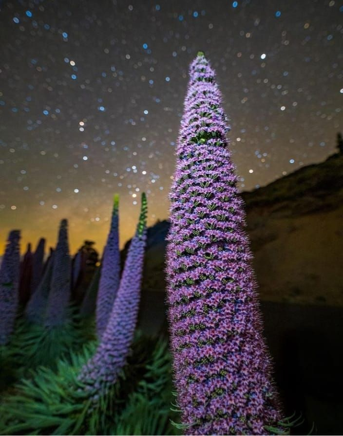 TeneriFeliz's tweet photo. #Fotografía: El curso de fotografía astronómica "#Astromaster", reúne en #LaPalma a 15 #fotógrafos de diez nacionalidades distintas. Finaliza el 29 de mayo ▶️ https://t.co/FH19I5S8ud - La foto "Tajinastes y cielo nocturno" es de Babak Tafreshi (National Geographic) - @NatGeo https://t.co/MuYtjX8dxx