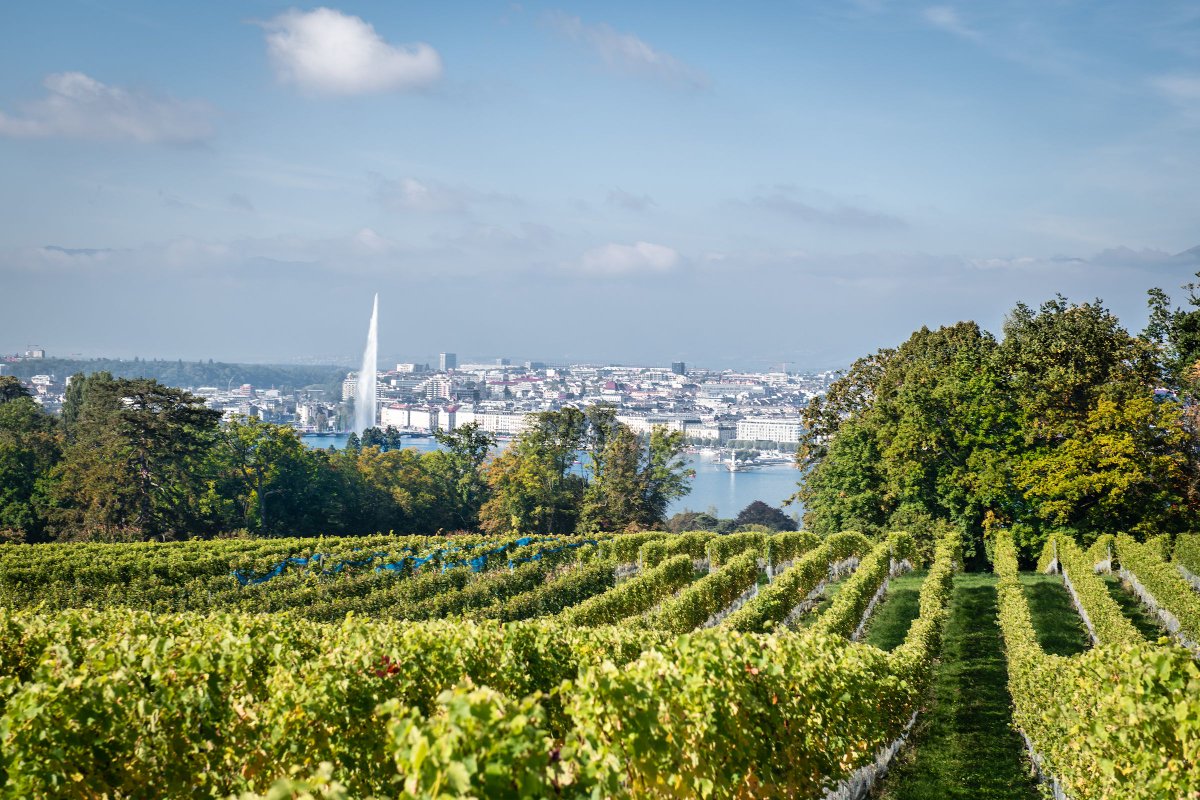 Discover exclusive and carefully selected wine activities in Geneva part of the Swiss Wine Tour concept! 🍷🍇🍷🍇 fcld.ly/mhqvw5y 🍷🍇🍷🍇

#VisitGeneva #swisswinetour #swisswine #swisswinelovers #suivants #oenotourisme #weintourismus #winetourism #enoturismo #VisitGeneva