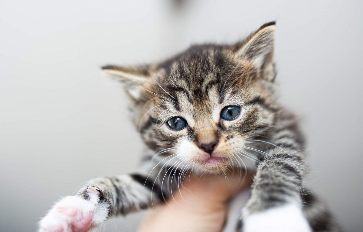Kittens everywhere at my home. Gonna run a way for a few days with work in Spain. Oh yeah baby!