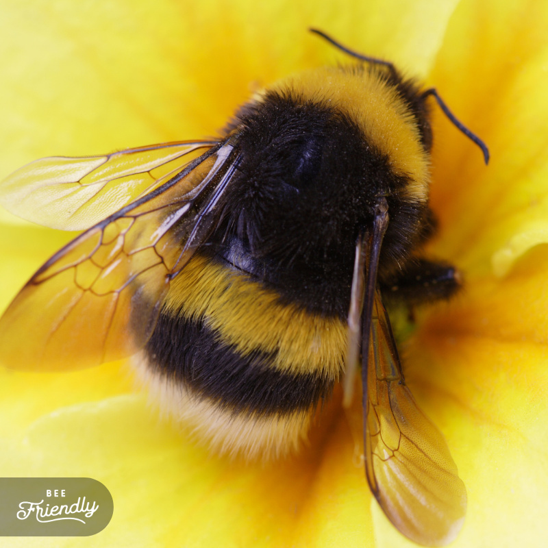 What a beauty! Give us a ❤️  in the comments below if you agree.
#pollinators #beefriendly #nature #wildflowers