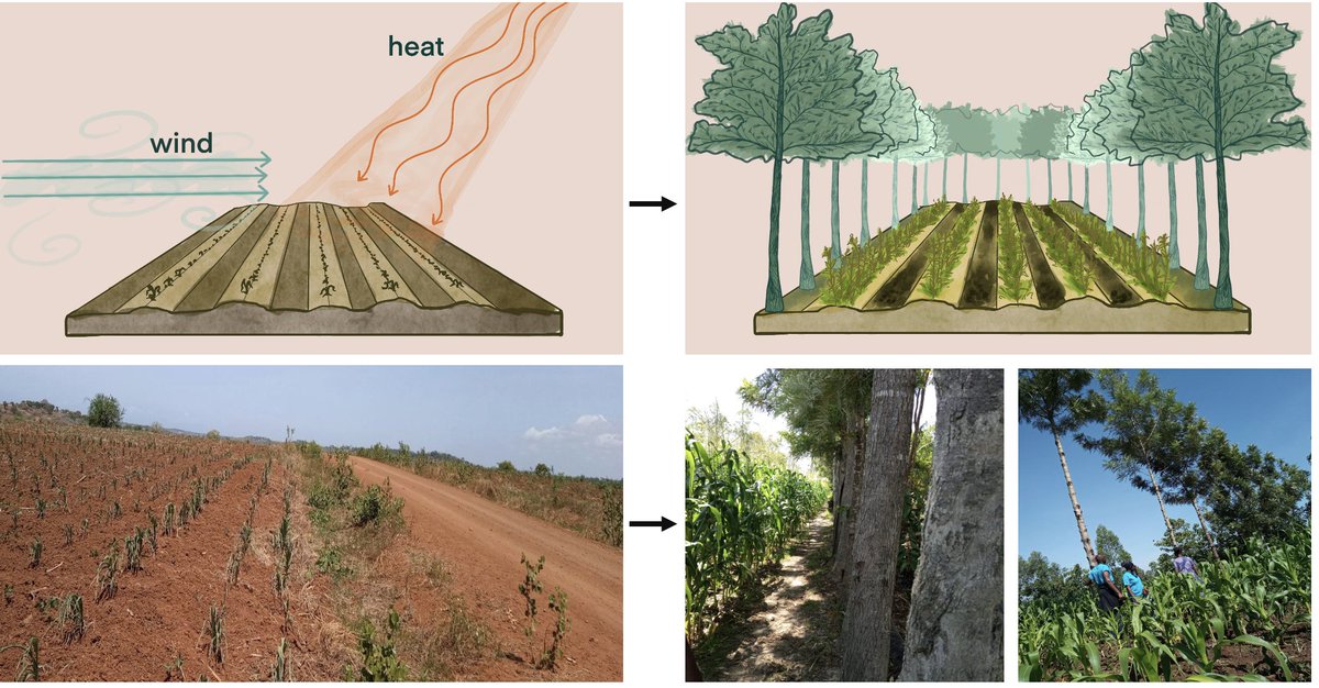 DH_PlantVillage's tweet photo. A 🧵 on philanthropy to fight food insecurity globally.  Climate change dries out the farm because of higher temperatures and more wind. By planting a living wall of trees we aim to protect farms and provide wood for biochar that can be added to the soil to drought proof the farm https://t.co/oTjae02hAu