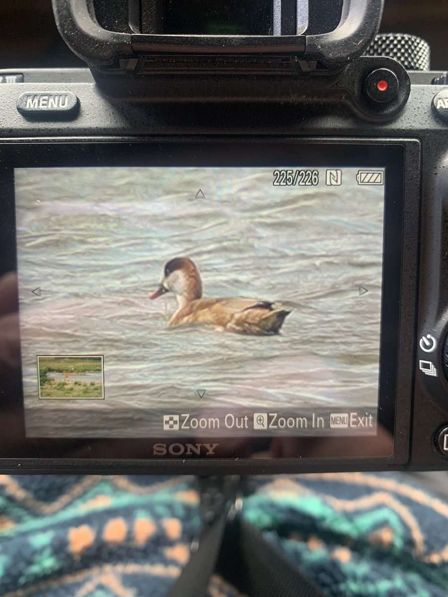 SHG123123's tweet photo. Red Crested Pochard (f) still showing around Sluice island 3/4/5 on Mere @RSPB_OldMoor @DonnyBirding @Barnsleybsg https://t.co/RjccdiITEa