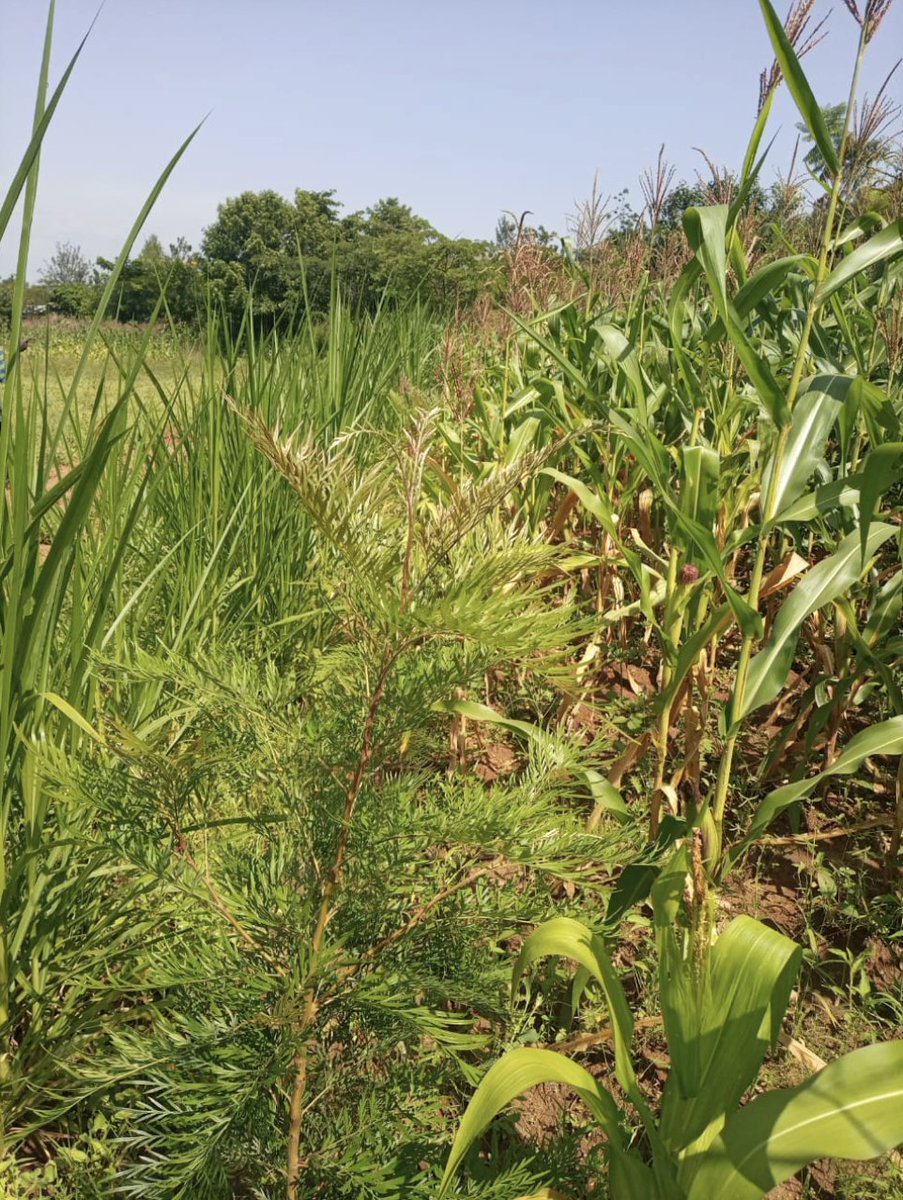 DH_PlantVillage's tweet photo. A 🧵 on philanthropy to fight food insecurity globally.  Climate change dries out the farm because of higher temperatures and more wind. By planting a living wall of trees we aim to protect farms and provide wood for biochar that can be added to the soil to drought proof the farm https://t.co/oTjae02hAu