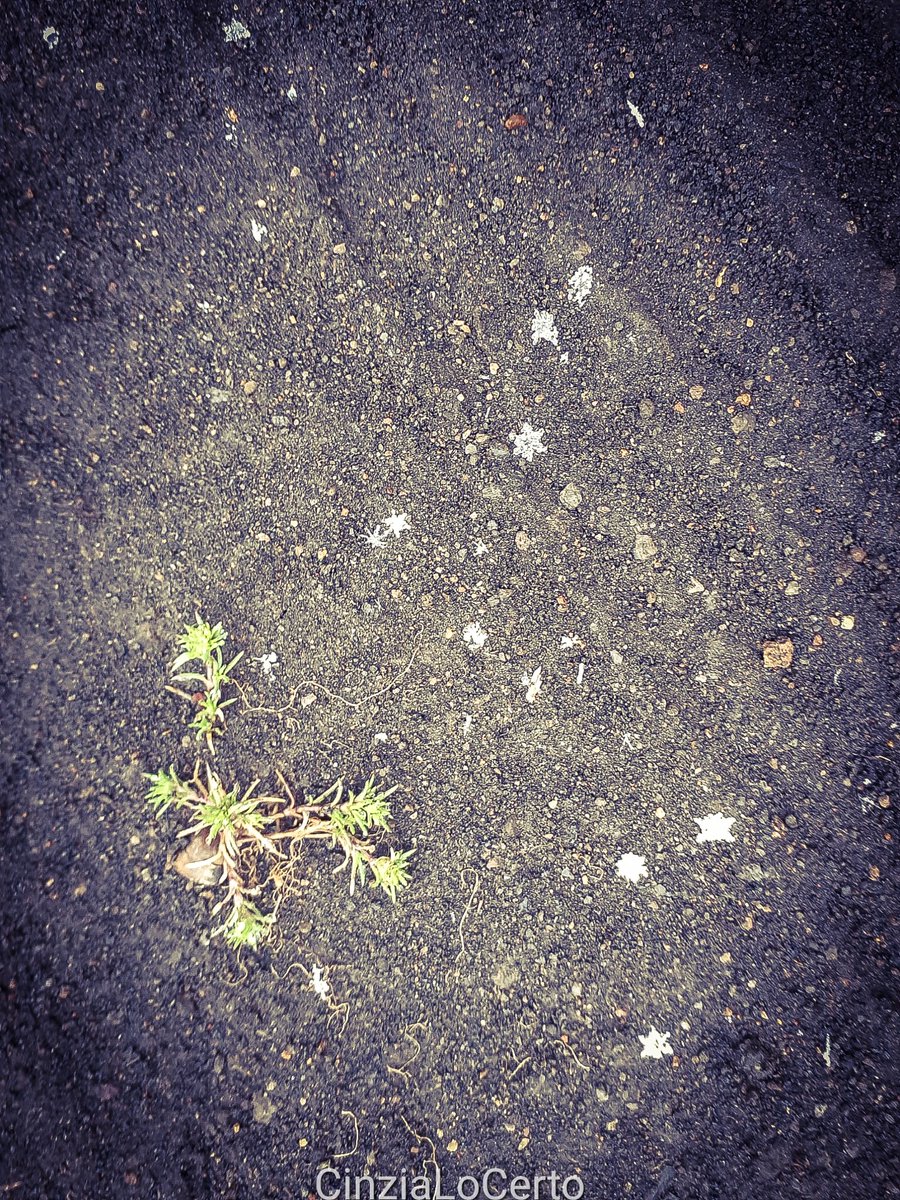 Today's Earth Science Pic of the Day
Snowflakes on Mount Etna ❄
Photographer: Cinzia Lo Certo
epod.usra.edu/blog/2022/06/s… 

#EarthSciPicofDay #snowcrystals