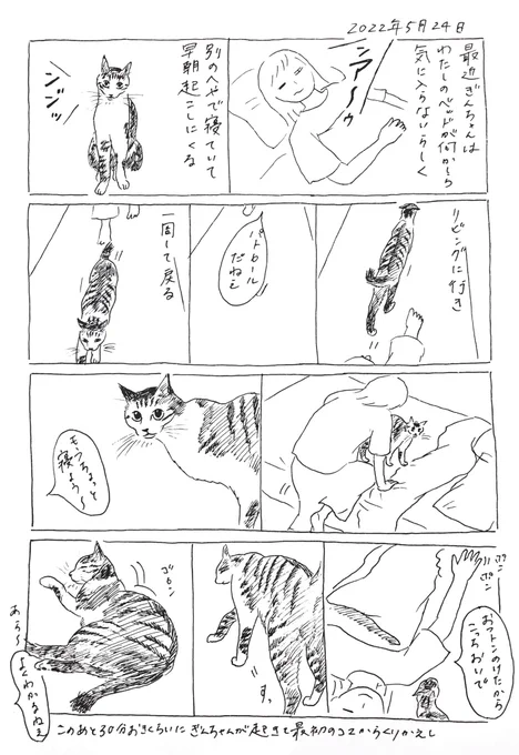 2022/5/24のぎんちゃん #今日のぎんちゃん 