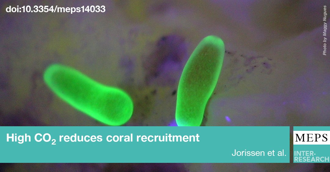 MEPS_IR's tweet photo. #CoralLarvae avoid benthic probing and settle less in response to high #CO2 
https://t.co/r5CHfKpKkI https://t.co/t4vkxPPuIe