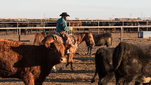 beef2live's tweet photo. Record High Cattle On Feed
The May 1 On Feed number is the largest since the series started in 1996 and the fourth month in a row with the largest on feed for the data series
https://t.co/Q0MZq8fhWt
#cattleonfeed #aghank #usda #kansas #texas #cattle #beef https://t.co/fJf8Ysf9RG