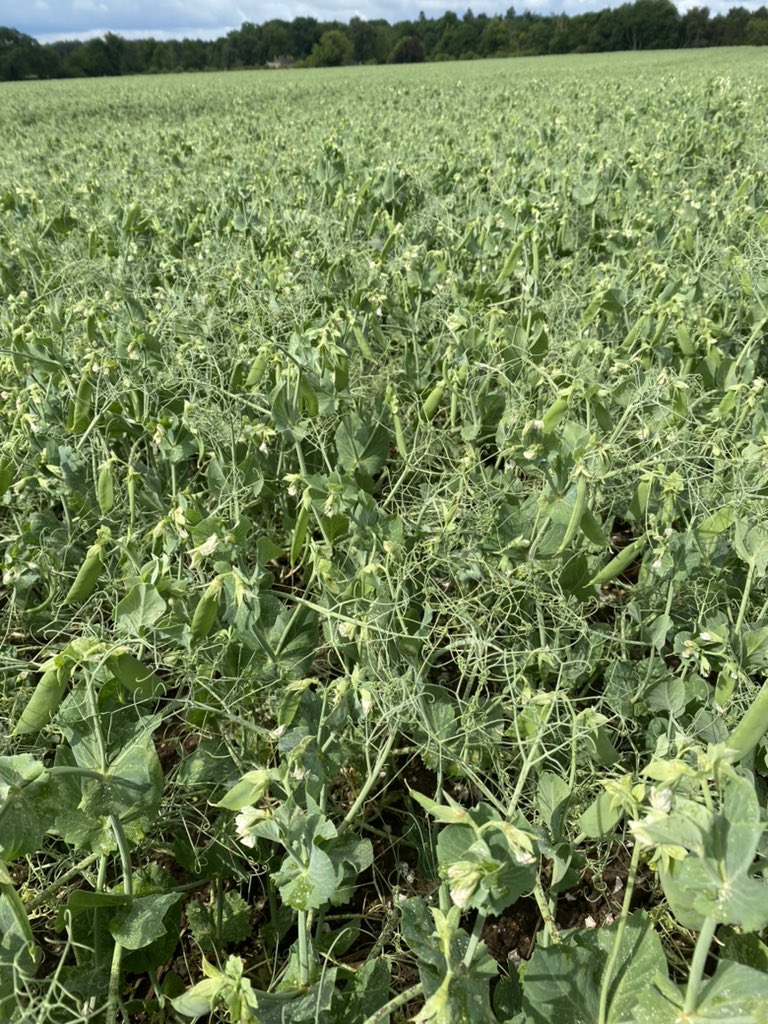 <a href="/PenalozaBrian/">Brian Penaloza</a> @SyngentaCropsUK out looking round some of our early #pea crops ahead of harvest early June #peamoji <a href="/YesPeas/">Yes Peas!</a> <a href="/Heygatefarms/">Heygate Farms</a>