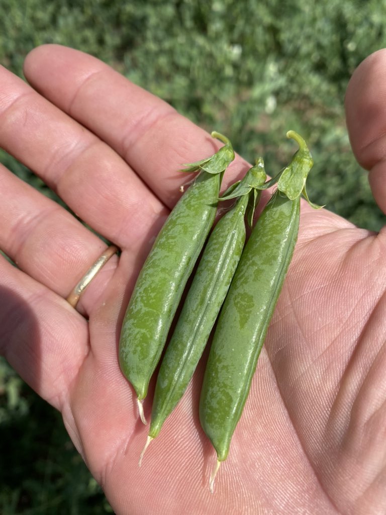 Russell Corfield tweet media