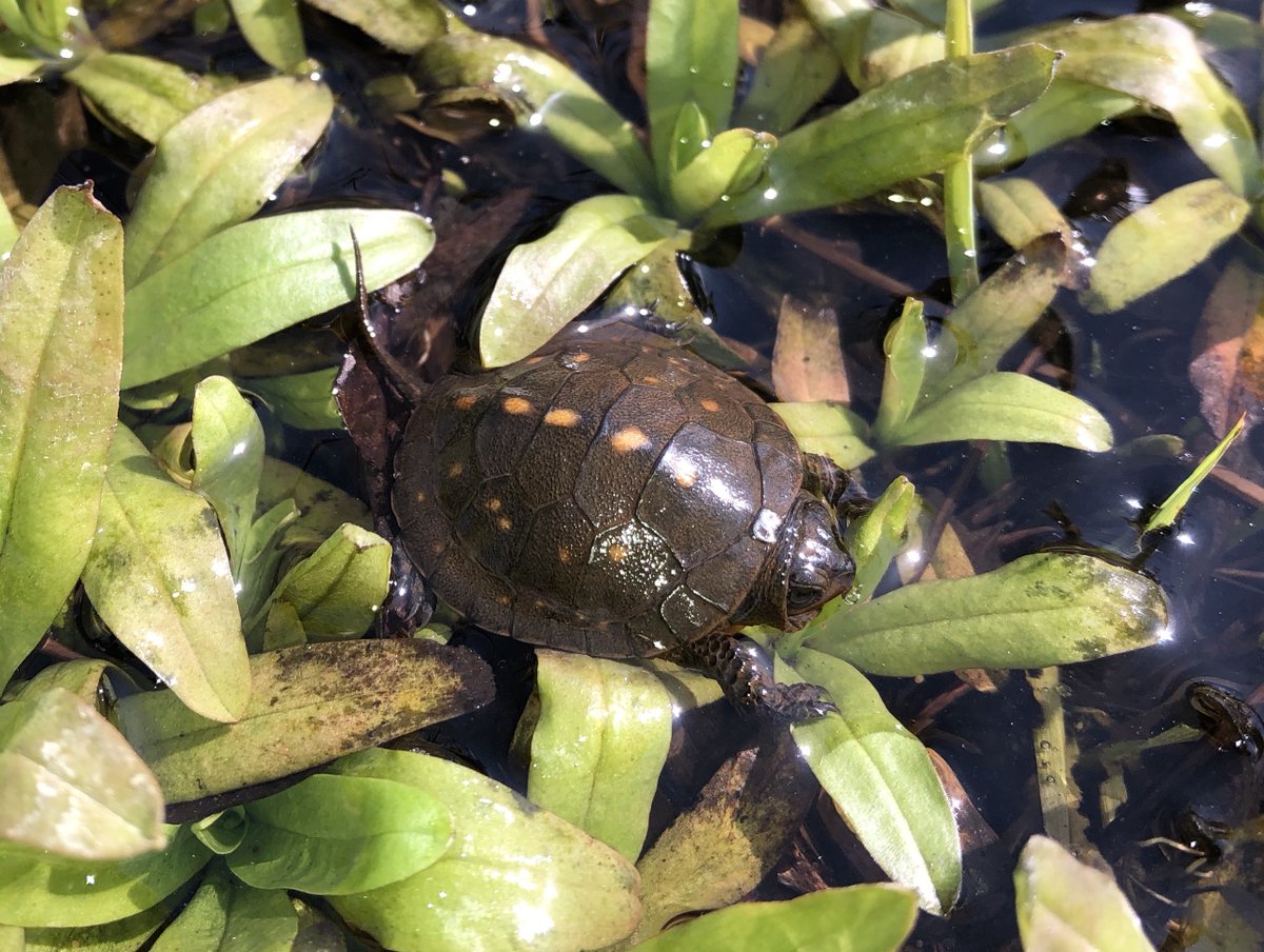 INFishWildlife's tweet photo. #KeepTurtlesWild. Turtles do not make good pets, and you cannot release turtles back into the wild because they will be unlikely to survive and can transmit diseases to wild turtles. It is also illegal to sell wild turtles. Learn more: https://t.co/1VBx74zkdv https://t.co/w2Aw5kokVT
