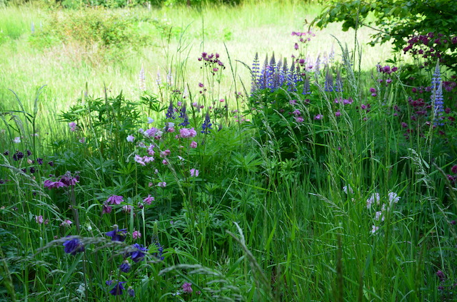 Garden_Notes's tweet image. Mai-Impressionen aus dem Wilden Garten: wildgardening.de