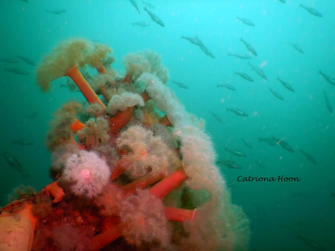 CatrionaHoon's tweet photo. Stunning diving on the shipwrecks of The Breda and The Rondo on Friday 🥰🐟🐠💧 @BSACdivers #scubadiving #scottishdiving #SoundofMull #HISAC https://t.co/NRwqSR9URG