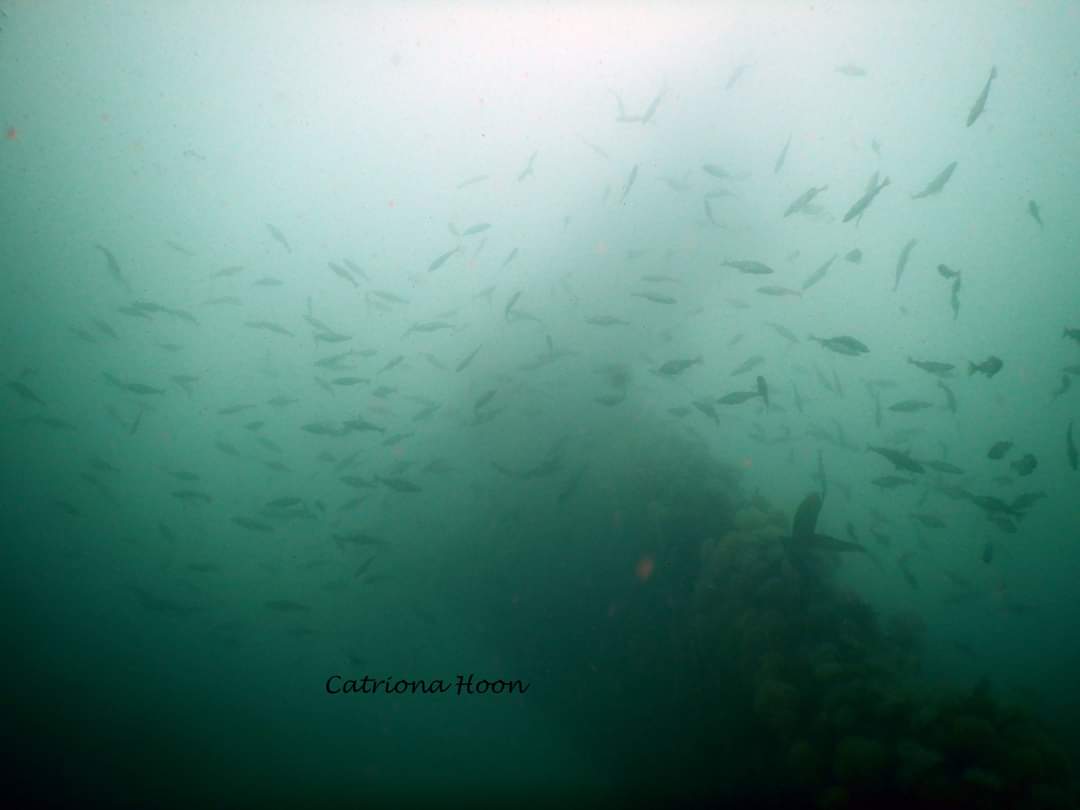 CatrionaHoon's tweet photo. Stunning diving on the shipwrecks of The Breda and The Rondo on Friday 🥰🐟🐠💧 @BSACdivers #scubadiving #scottishdiving #SoundofMull #HISAC https://t.co/NRwqSR9URG